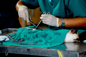 cirugias-felinas-clinica-vigo