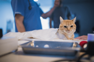 Clinica-Felina-Vigo