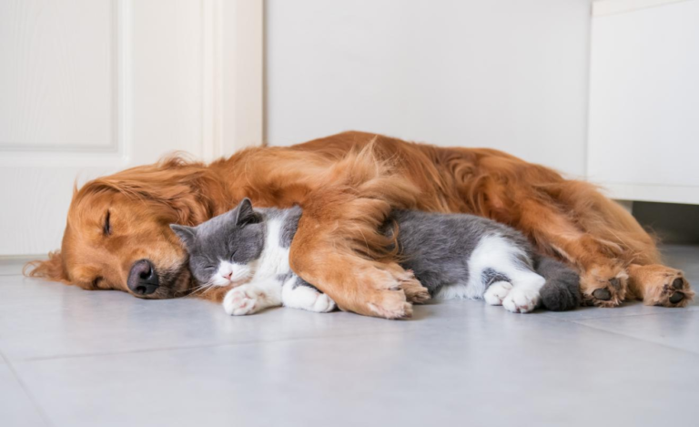 Clínica Veterinaria Gallaecia | Perros y gatos senior en Vigo: cómo cuidar de tu compañero en su etapa más delicada