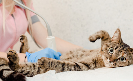 Clínica Veterinaria Gallaecia | Esterilización de perros y gatos en Vigo: beneficios, mitos y cuidados