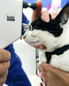 imagen_2025-11-19_133805528