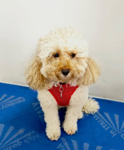 imagen_2025-11-19_133855384