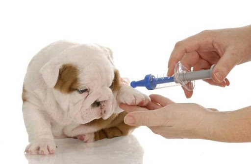 Vacunación y desparasitación en Clínica Veterinaria Gallaecia