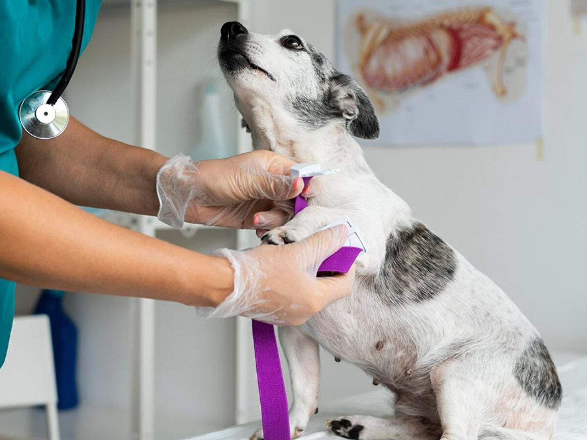 Atención veterinaria Gallaecia en Vigo
