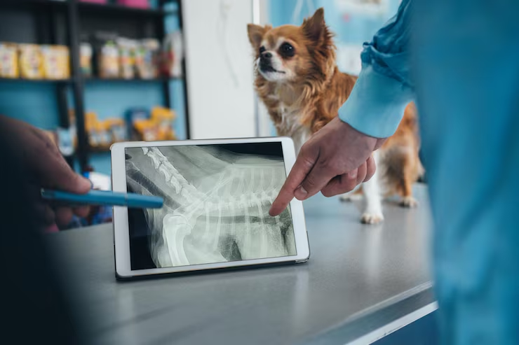 Radiología digital veterinaria en Clínica Gallaecia