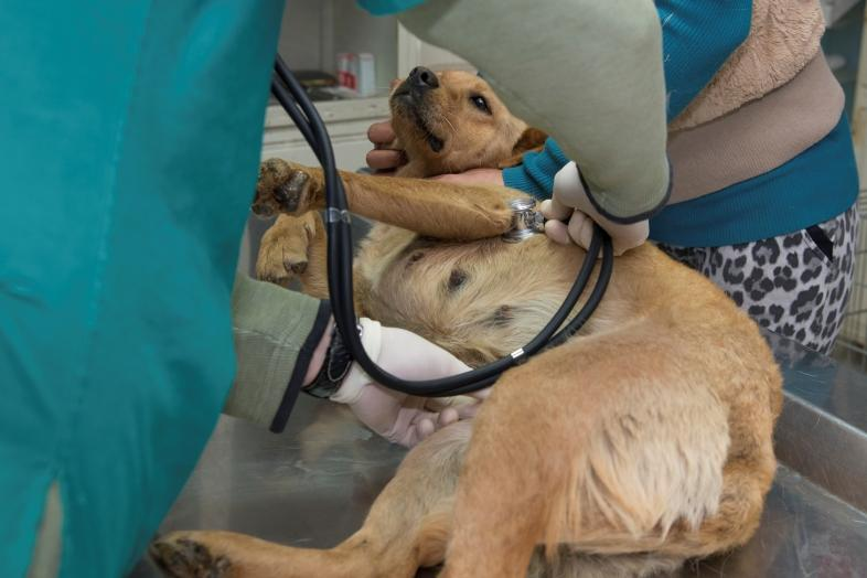 Ecografía de gestación en Clínica Gallaecia