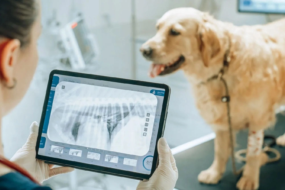 Interpretación de ecografías y radiografías veterinarias en Vigo, Gallaecia