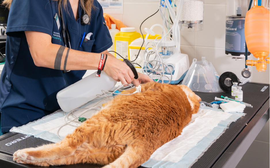 Cirugía de tejidos blandos en Clínica Veterinaria Gallaecia