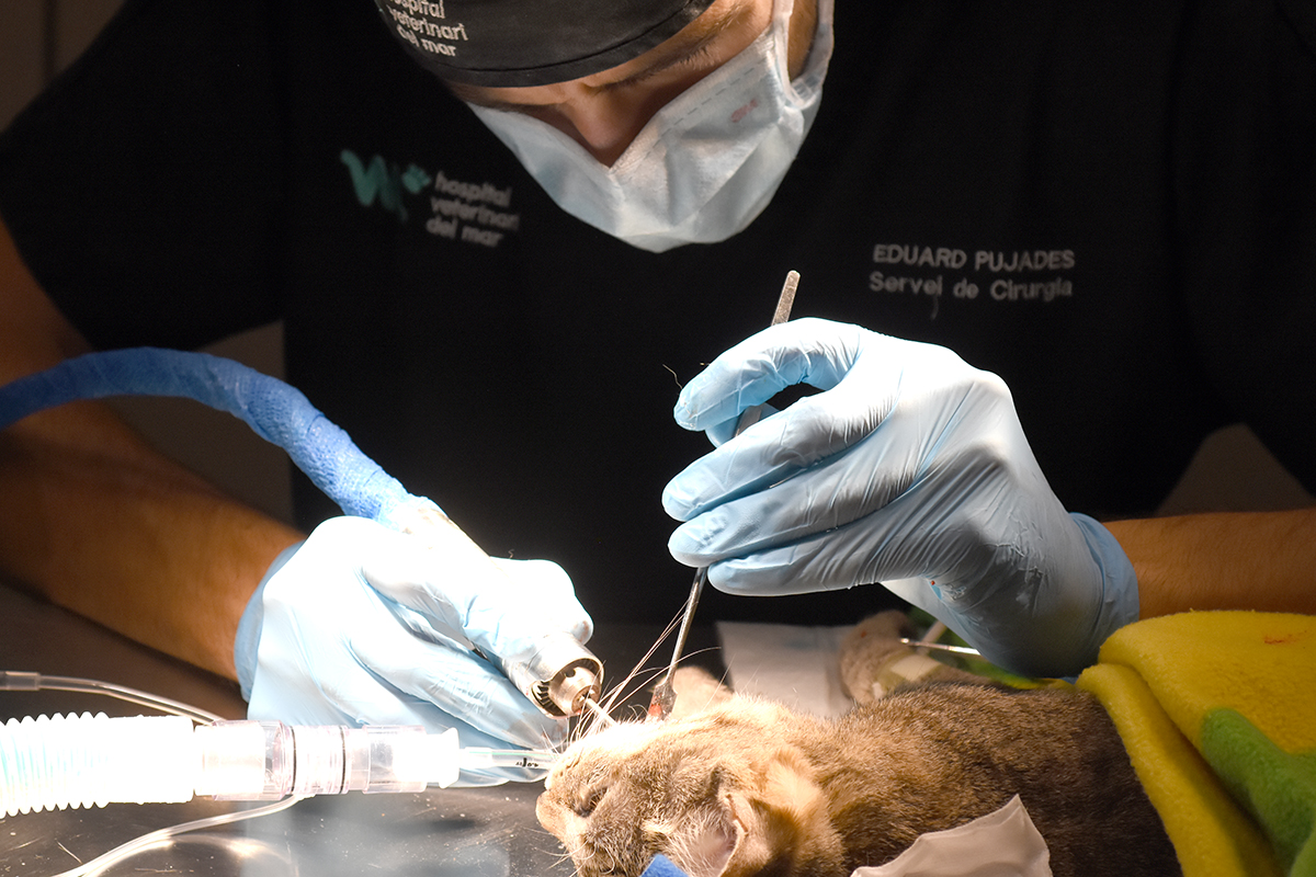 Cirugía de urgencias veterinarias en Vigo, Clínica Gallaecia