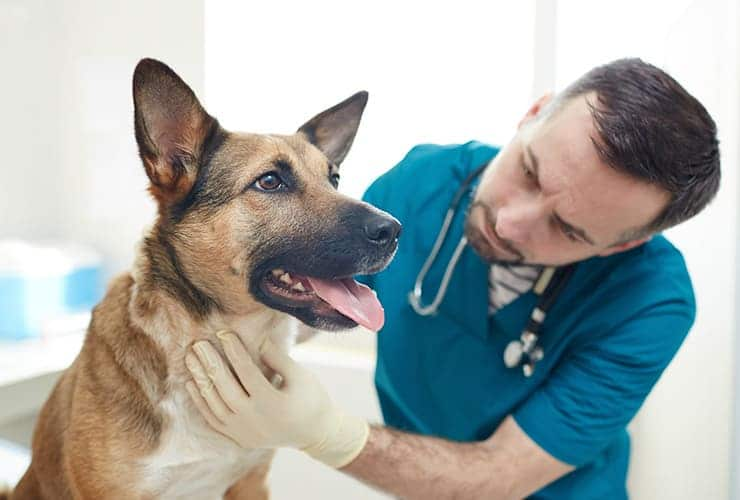 Seguimiento postoperatorio en Clínica Veterinaria Gallaecia